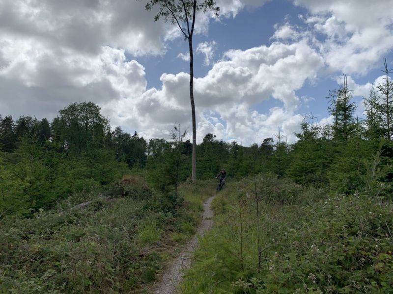 Portumna Forest Park Circular